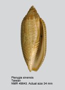 Pterygia sinensis